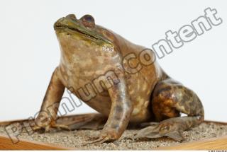 Bullfrog Rana catesbeiana 0030